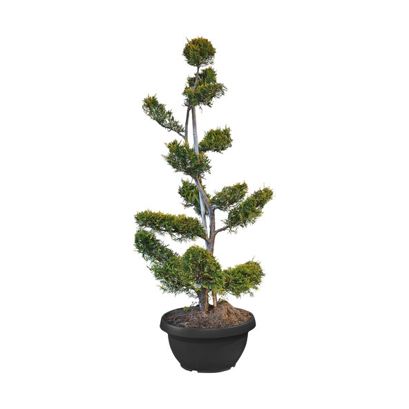 Leyland-Zypresse Bonsai