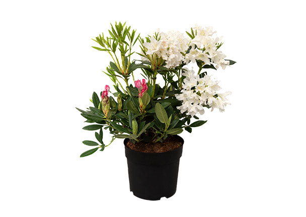  Rhododendron hybride, weiß