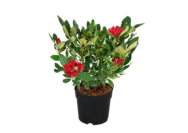 Rhododendron hybride, rot