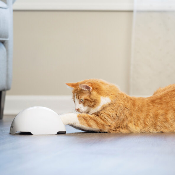 Ein Automatisches Katzenspielzeug Fox Den ist zu sehen. Es besteht aus einer runden, braunen Basis mit mehreren Löchern. Aus einem Loch ragt eine Feder.
