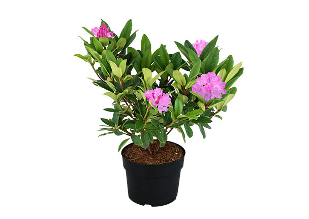 Rhododendron hybride, pink