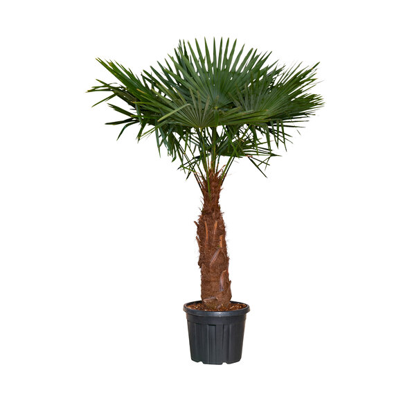 Chinesische Hanfpalme XXL