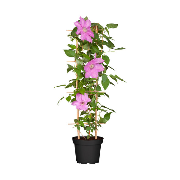 Waldrebe Clematis, 3er-Set