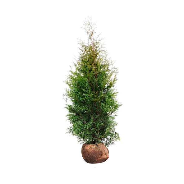 Lebensbaum-Hecke Thuja Brabant, 10 m