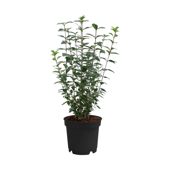 Liguster-Hecke, ovalblättrig, 30 Stk.