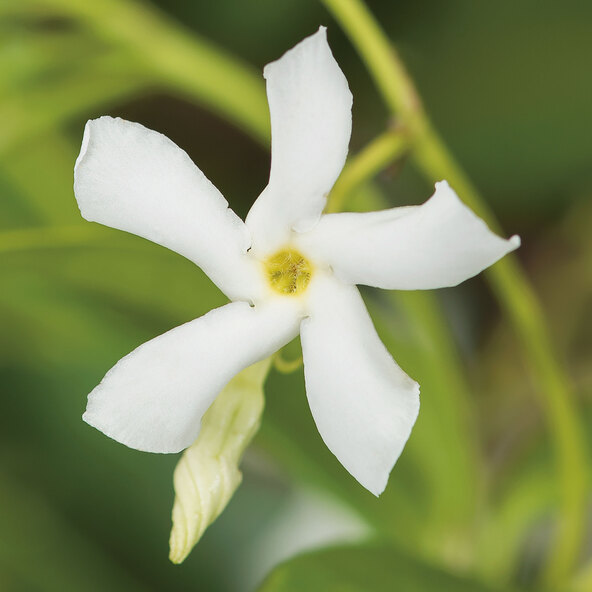 Sternjasmin „Bella Mamma“, 90–100 cm