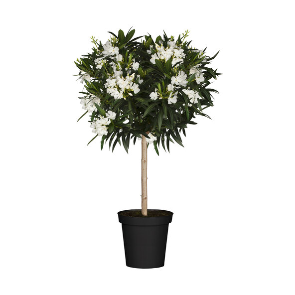 Oleander-Stamm, weiß