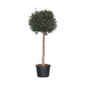 Olivenstamm XXL Olea europaea