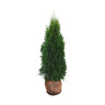 Lebensbaum-Hecke Thuja Smaragd, 30 Stk.