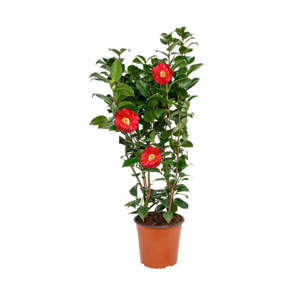Gartenkamelie, rot