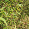 Gartenbambus Grünes Asien