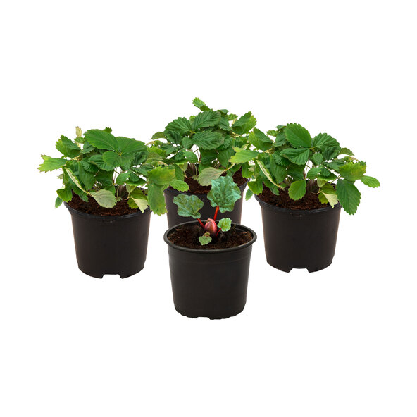 Erdbeer-Rhabarber-Set Gourmet Quartett