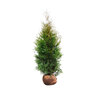 Lebensbaum-Hecke Thuja Brabant, 10 m