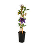 Waldrebe Clematis, 3er-Set