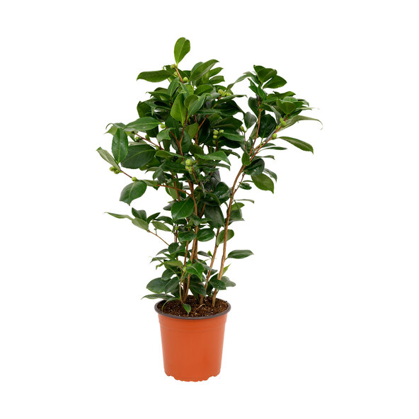 Gartenkamelie, rosa