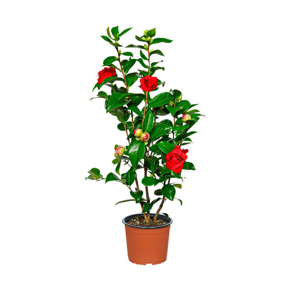 Gartenkamelie, rot