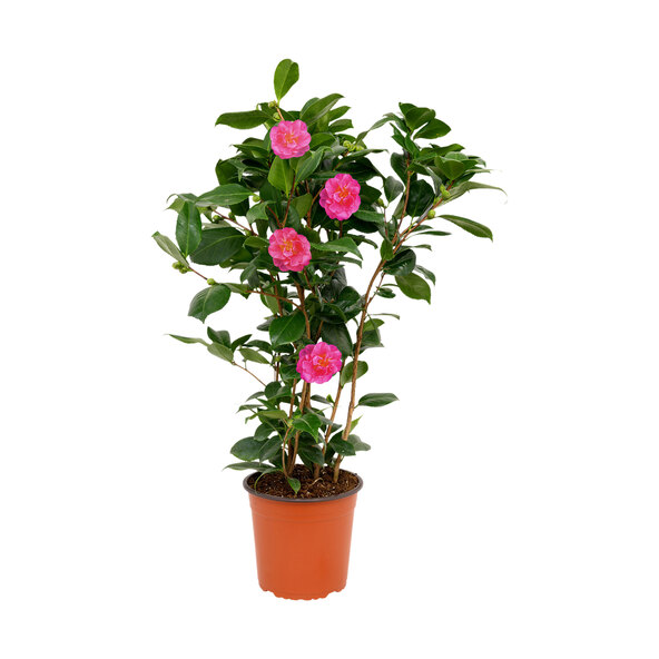 Gartenkamelie, rosa