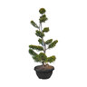 Leyland-Zypresse Bonsai