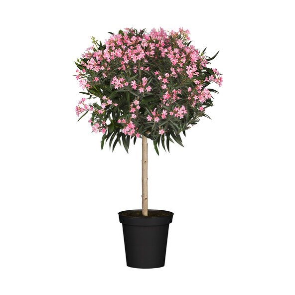 Oleander-Stamm, rosa