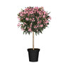 Oleander-Stamm, rosa