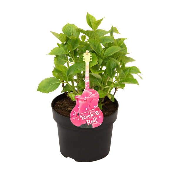 Gartenhortensie Rock & Roll