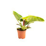 Philodendron Imperial Green