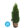 Thuja Smaragd, 20er-Set + Dünger