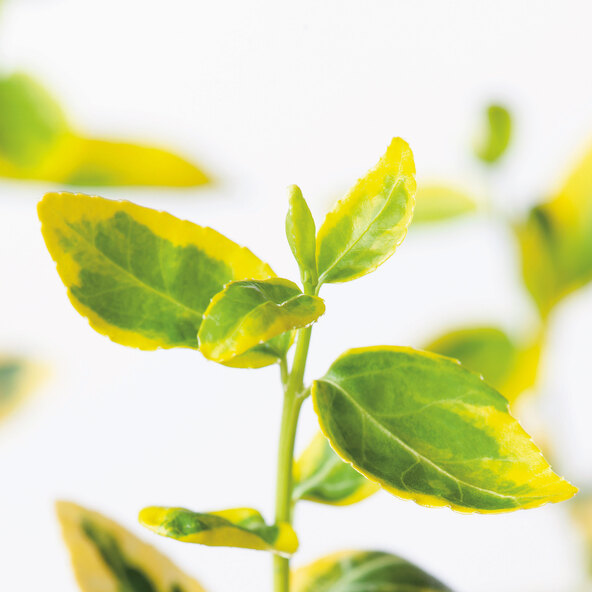 Spindelstrauch Euonymus Fortunei, gelb