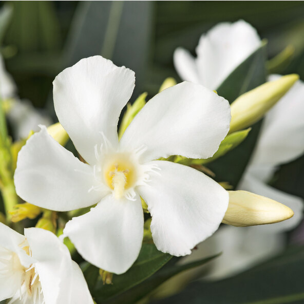 Oleander Busch Trio