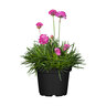 Stauden-Set Frühling, 12er-Set