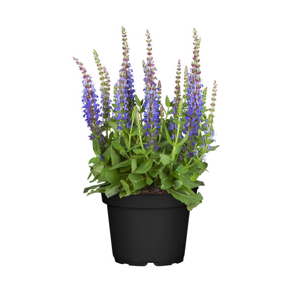 Stauden-Set Frühling, 12er-Set