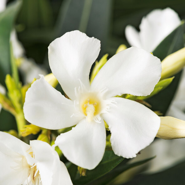 Oleander-Stamm, weiß
