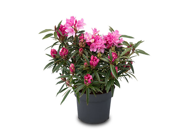 Zwerg-Rhododendron Blattzauber