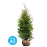 Thuja Brabant, 20er-Set + Dünger