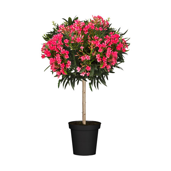 Oleander-Stamm, rot