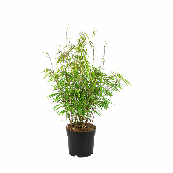 Gartenbambus Grünes Asien