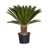XXL-Palmfarn