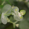 Eukalyptus-Stamm