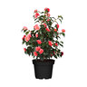 Gartenkamelie, rosa