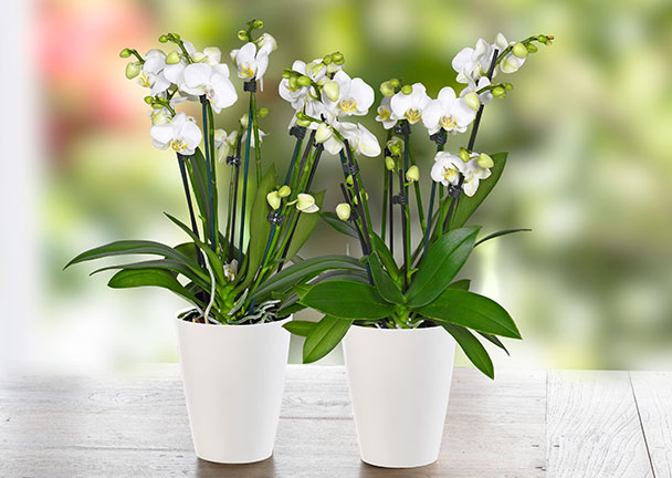 Schmetterlings-Orchidee Showtime, 2er-Set Schmetterlings-Orchidee Showtime, 2er-Set