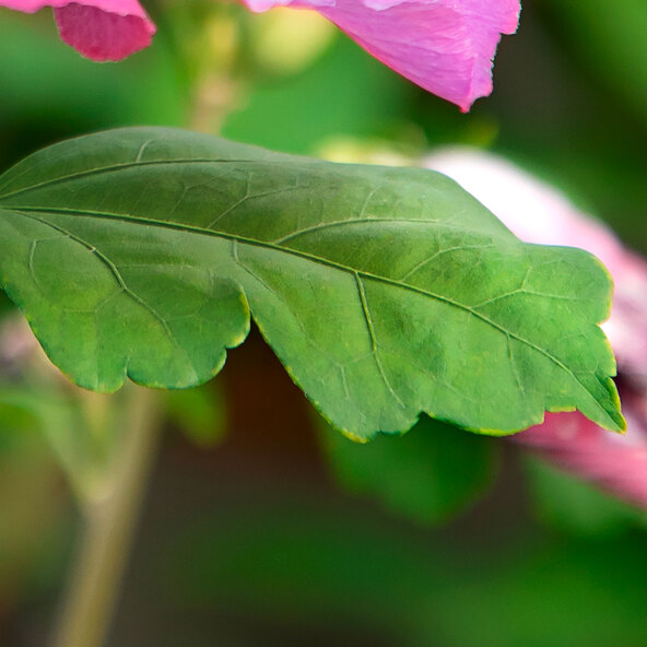 Gartenhibiskus MegaBiskus