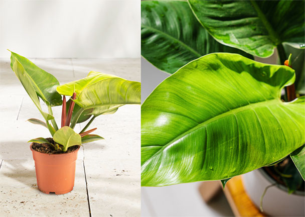 Philodendron Imperial Green Philodendron Imperial Green