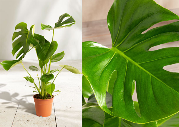 Monstera Monstera