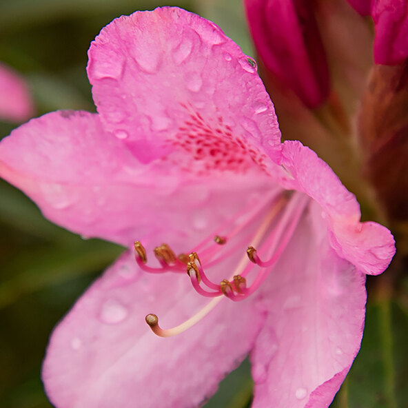 Zwerg-Rhododendron Blattzauber