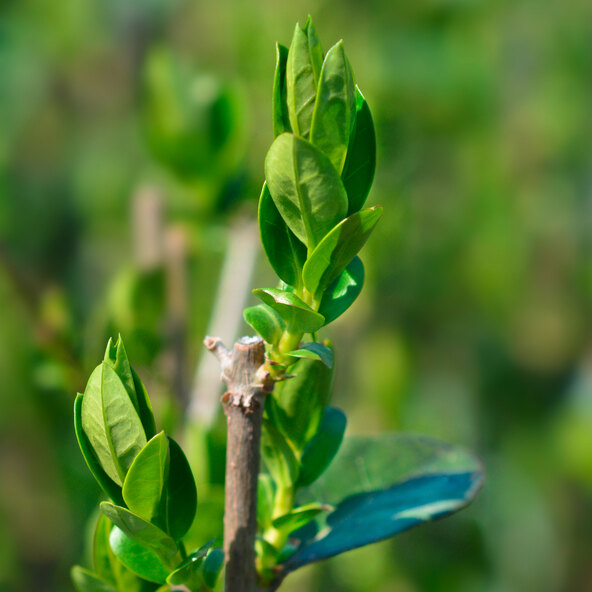 Liguster-Hecke, ovalblättrig, 30 Stk.