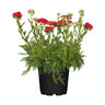 Stauden-Set Frühling, 12er-Set