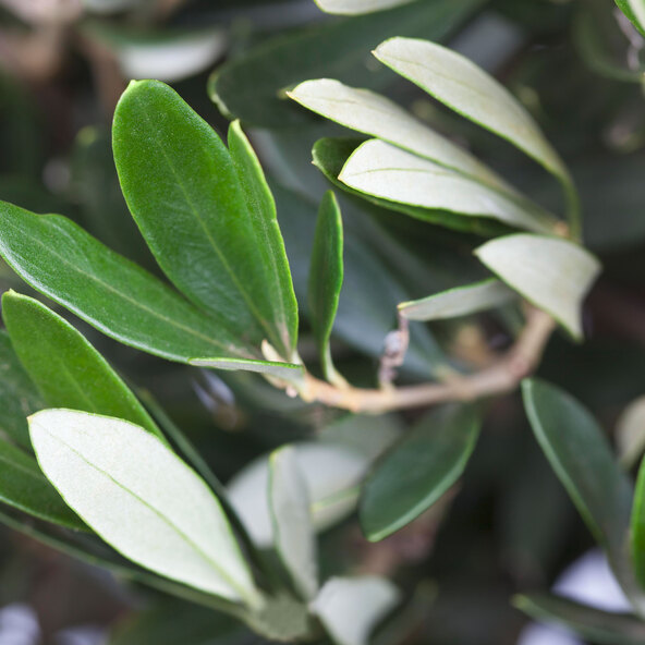 Olivenstamm XXL Olea europaea