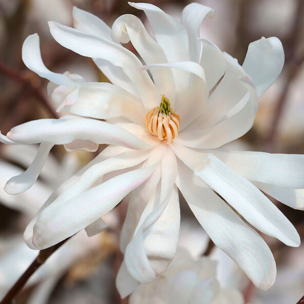 Sternmagnolie Sternenhimmel