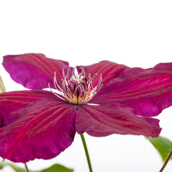 Kletterrosen und Clematis 3er-Set