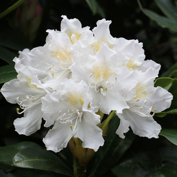  Rhododendron hybride, weiß